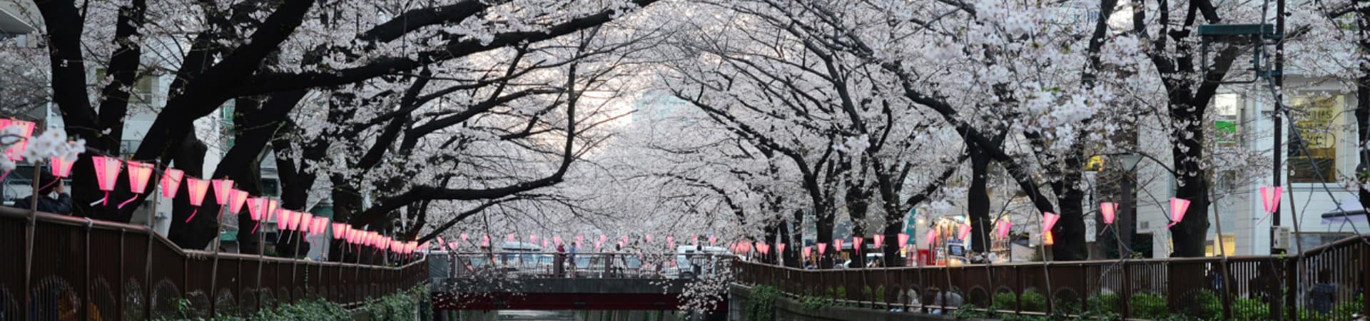 Cerejeira sakura Rio Meguro, Tóquio, Japão